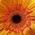 Cindy Mozeley's profile image