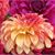 Kristy M Elliott's profile image