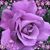 Samira Jalajel's profile image