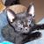 Beth Romansic Calvert's profile image