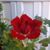 Adolfo Poblete's profile image