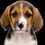 Raj Borisa's profile image