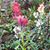 Merrette Rentmeester Sinnett's profile image