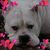 Lucy Blake's profile image