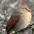 Triciamarie Coomans Hertel's profile image