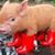 Kathy Heino Lucas's profile image