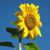 Faith White's profile image