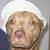Rita Lawry's profile image