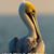 Kathleen Buckheister's profile image