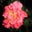 Vicki Chauvin's profile image