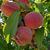 Judith Lauro Billman's profile image