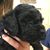 Linda Schaefer's profile image