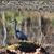 Sue Graham Ferrell's profile image