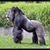John Michael Wilson's profile image