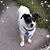 Patricia Woolums Thomas's profile image