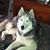 Bill Davis's profile image