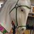 Lisa Intorelli Infusino's profile image