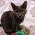 Carmen G. Garrido's profile image