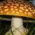 Bruce Rhodes's profile image