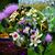 Jill Macchione's profile image