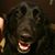 Steve Korupp's profile image