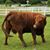 Richard Beeferman's profile image
