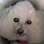 Barb Bonelli's profile image