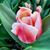 Michele Egger-Reece's profile image