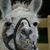 Susan Sorrells's profile image