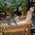 Sherri Taillie's profile image