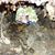 Sarah Barreto Paintner's profile image