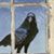 Debbie Thurner's profile image