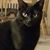 Jean Lindsay Mervine's profile image