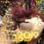 Geraldine Lewis's profile image
