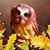 Robin Thoolen's profile image