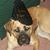 Victoria Breed's profile image