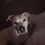 Amy Wilson's profile image