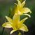 Cy Bernama's profile image