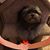 Shari Subarsky Schwartz's profile image