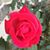 Renee Stone's profile image