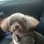 Joy Babino's profile image