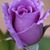 Beth Ann Blondo's profile image