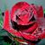 Rocio Contreras Hernandez's profile image