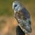 Juleen Henderson's profile image