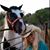 Susan Fletcher's profile image