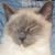 Lynn Valentine Mackwell's profile image