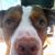 Carey Pierson's profile image