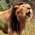 Gerard Samuel's profile image