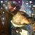 Lisa Dell Soltner's profile image