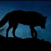 Anita Rae Wolfe's profile image